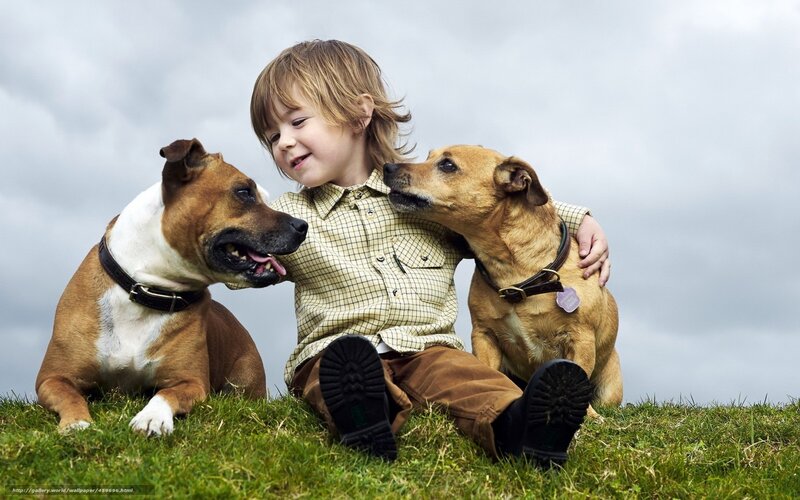 child with two dogs on grass