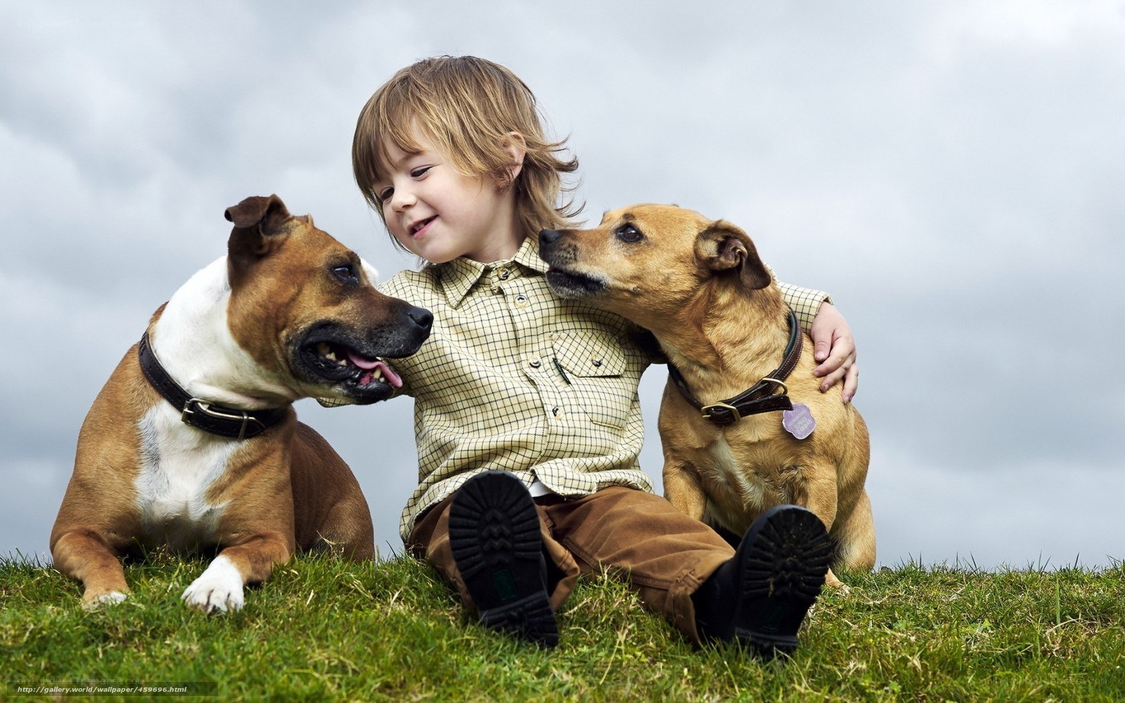 child with two dogs on grass