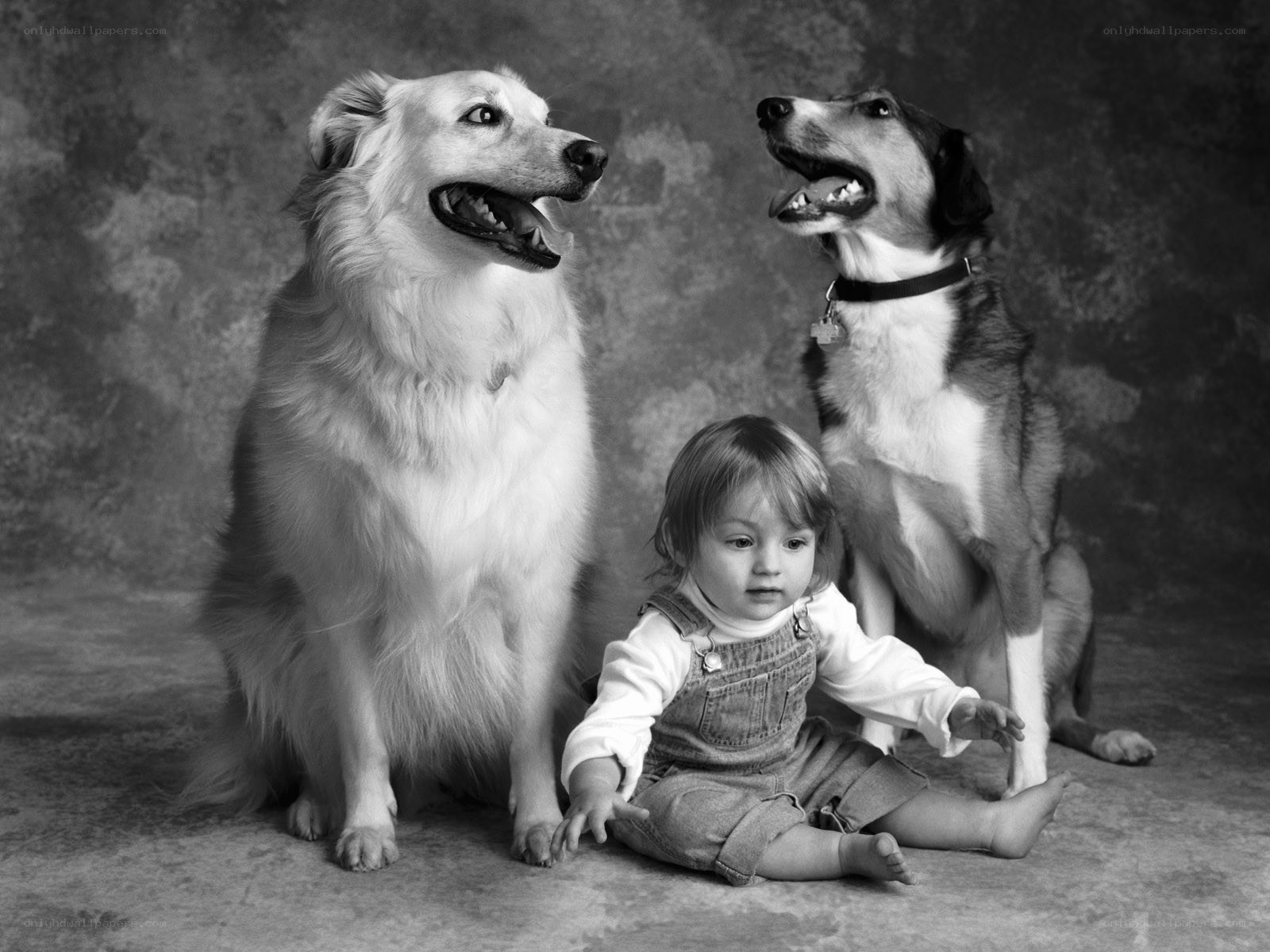 child with two dogs