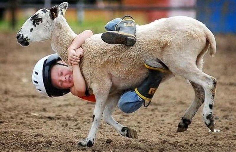 Child wrestling a lamb