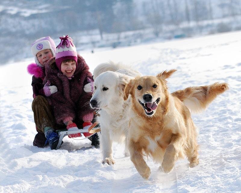 Children and Dogs in Snow