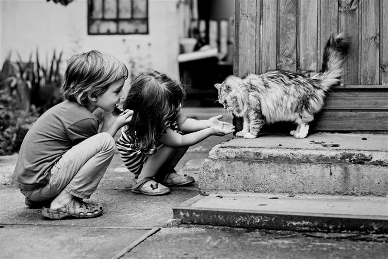 Children Feeding Cat