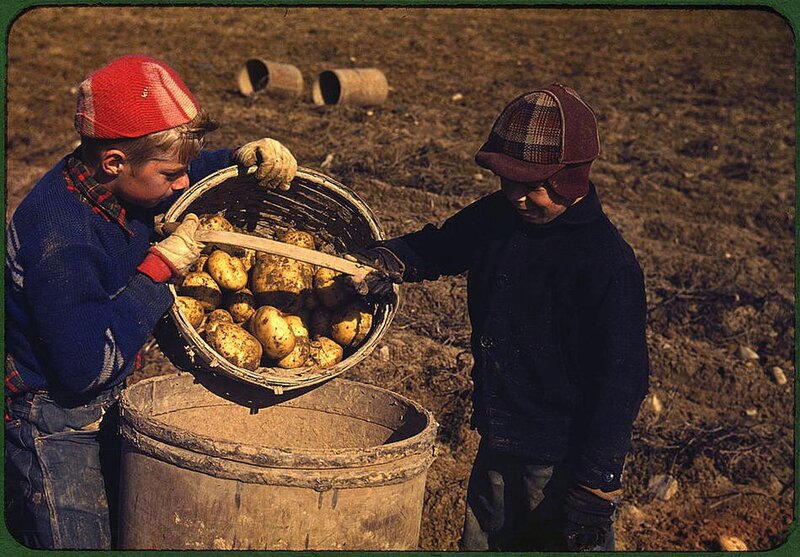 Children harvesting potatoes
