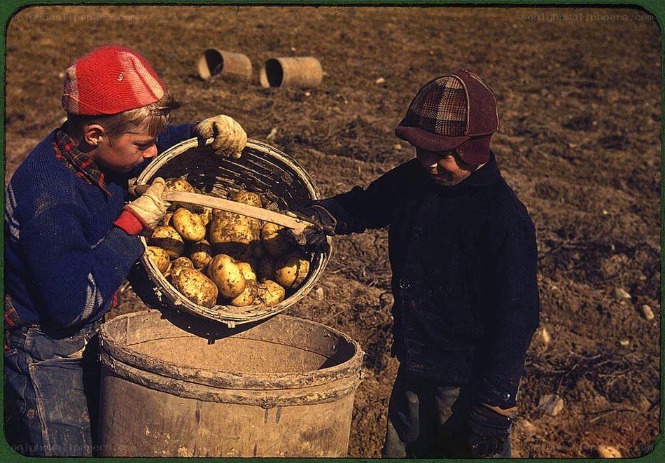 Children harvesting potatoes