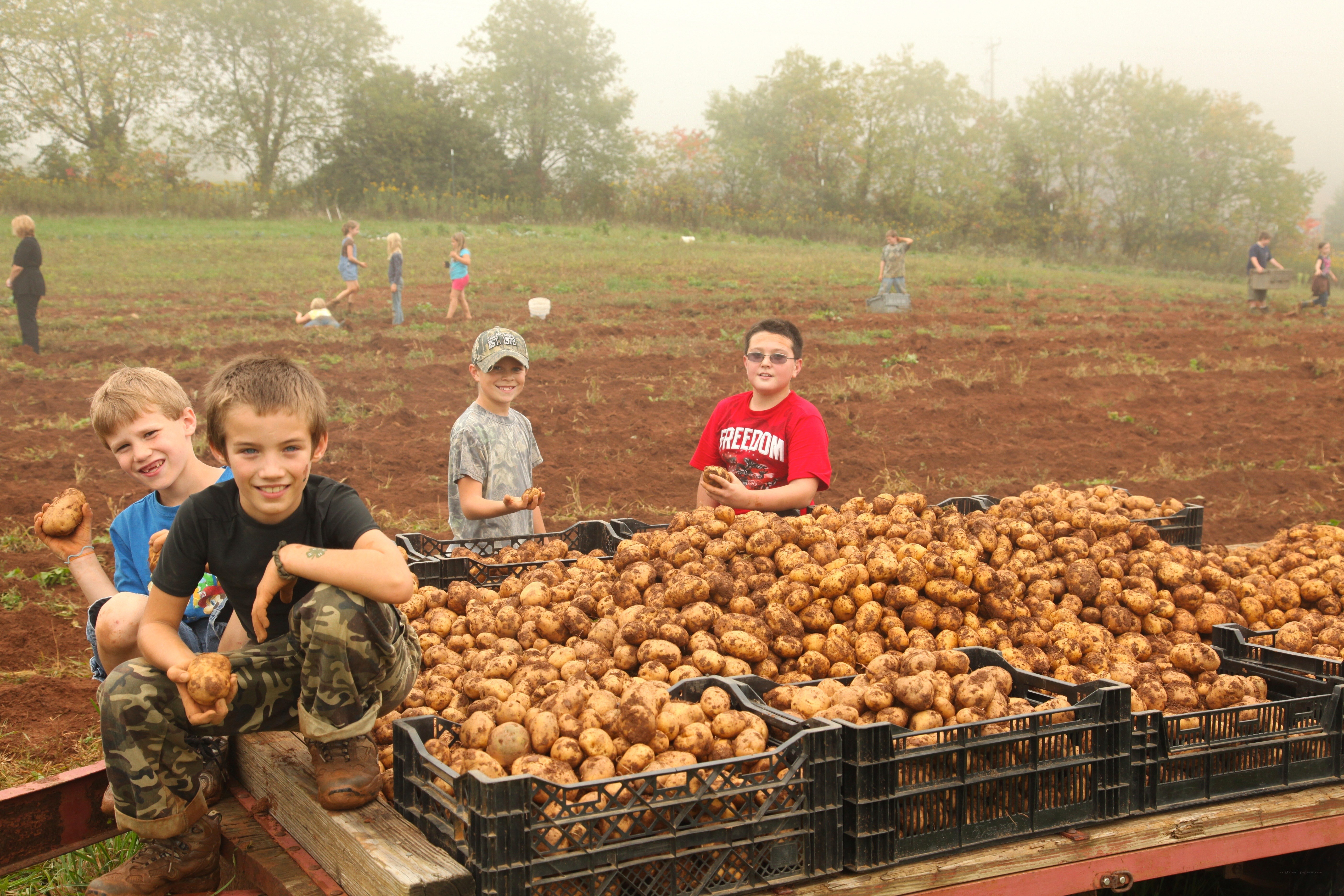 Children harvesting potatoes