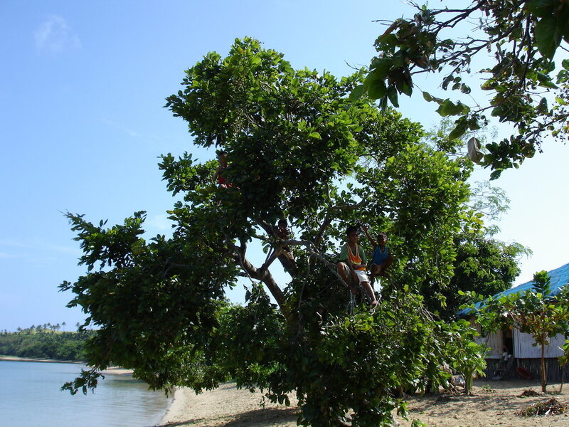 Children in a tree by the water