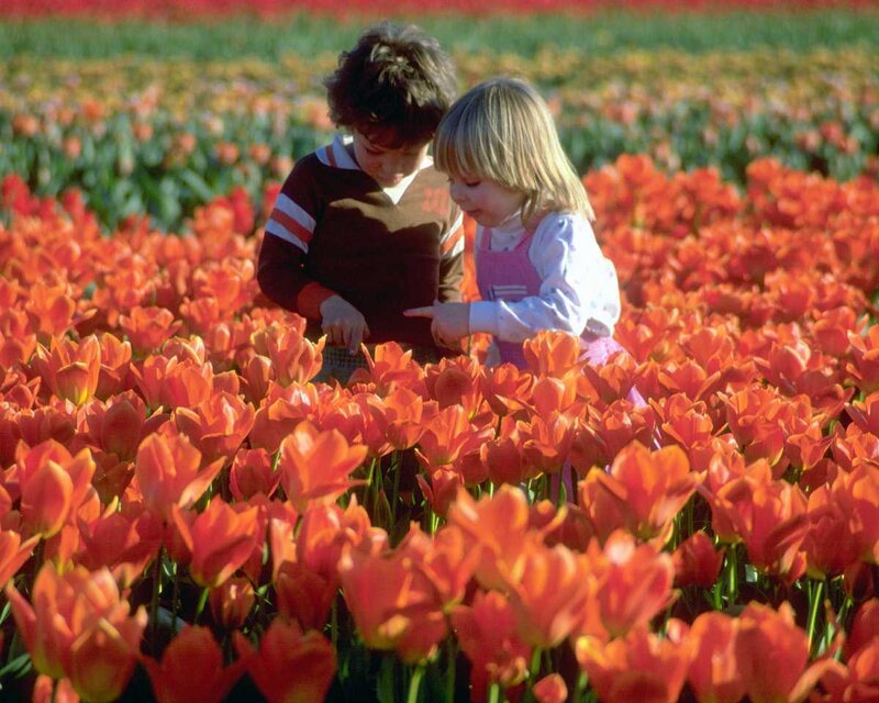 children in tulip field