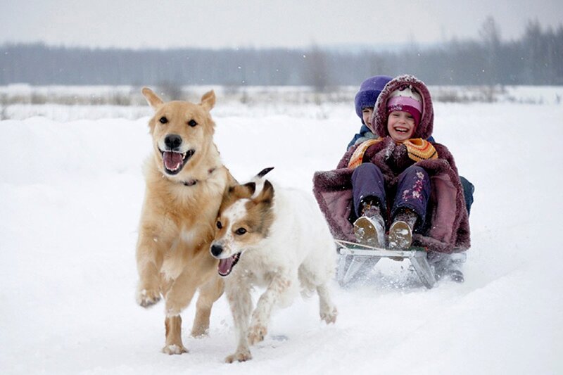 Children on Sled with Dogs