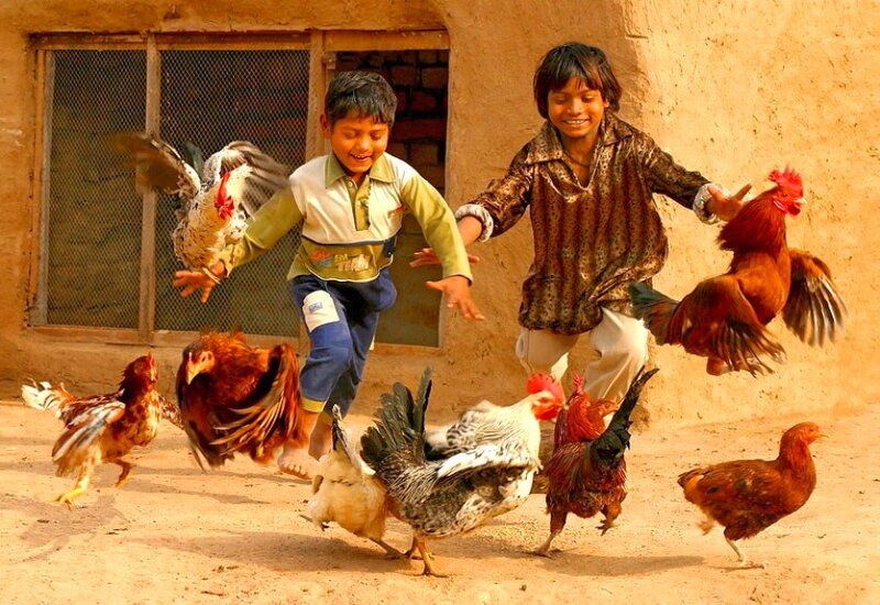 Children playing with chickens