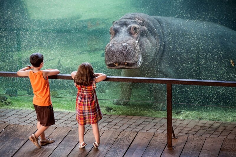 Children Watching Hippo