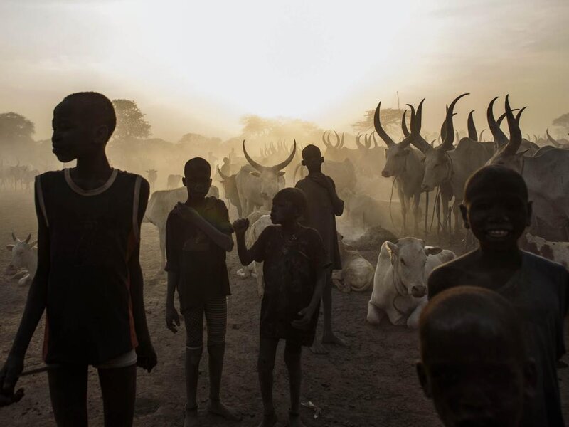 Children with Cattle