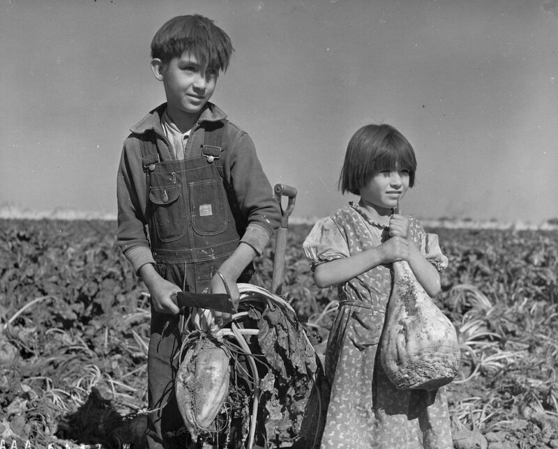 Children with harvested beets