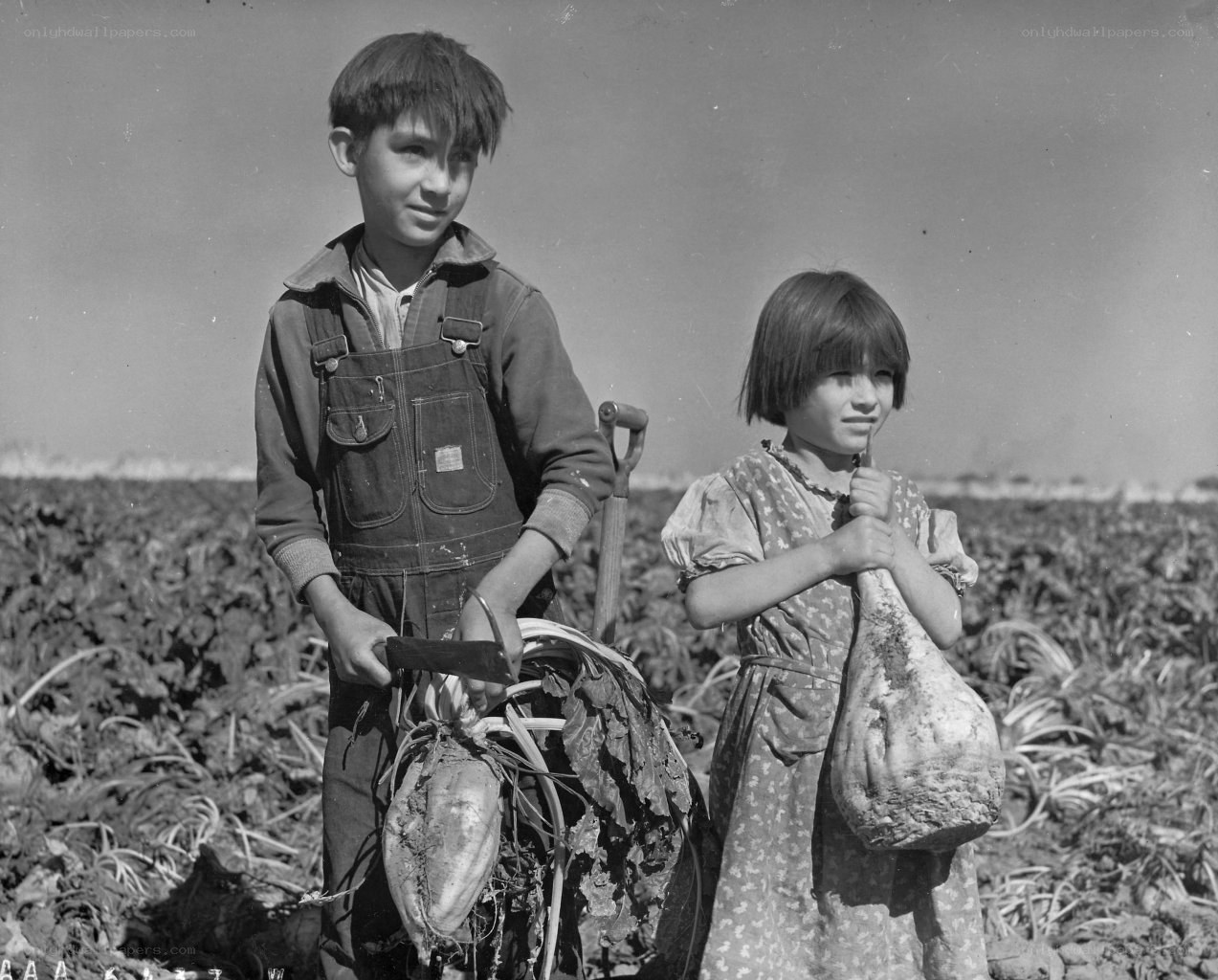Children with harvested beets