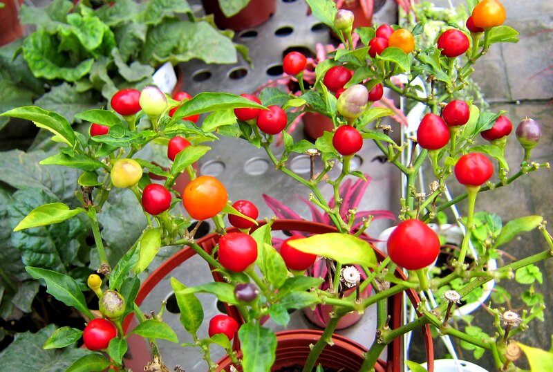 Chili Pepper Plant