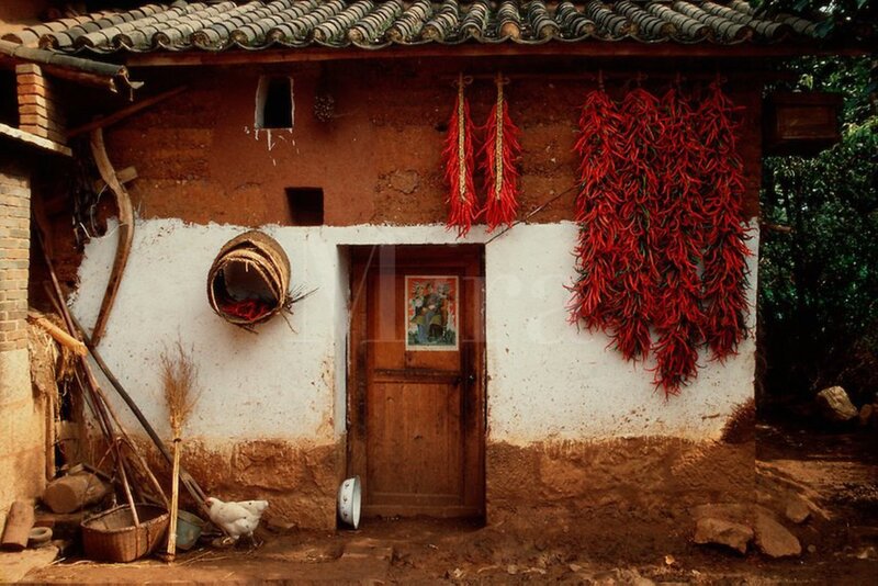 Chili Peppers Drying on Wall
