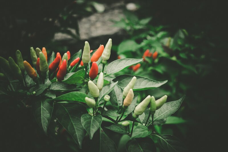 Chili peppers on a plant