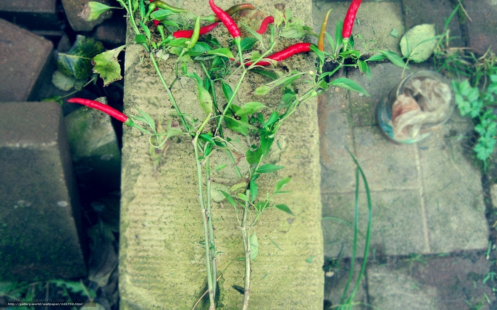 Chili peppers on a stone wall