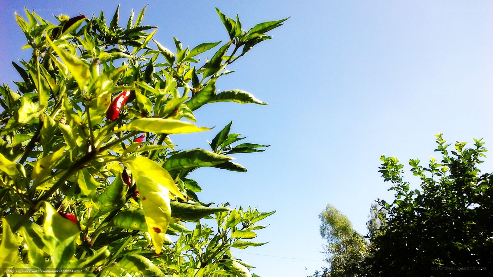 Chili peppers on a sunny day
