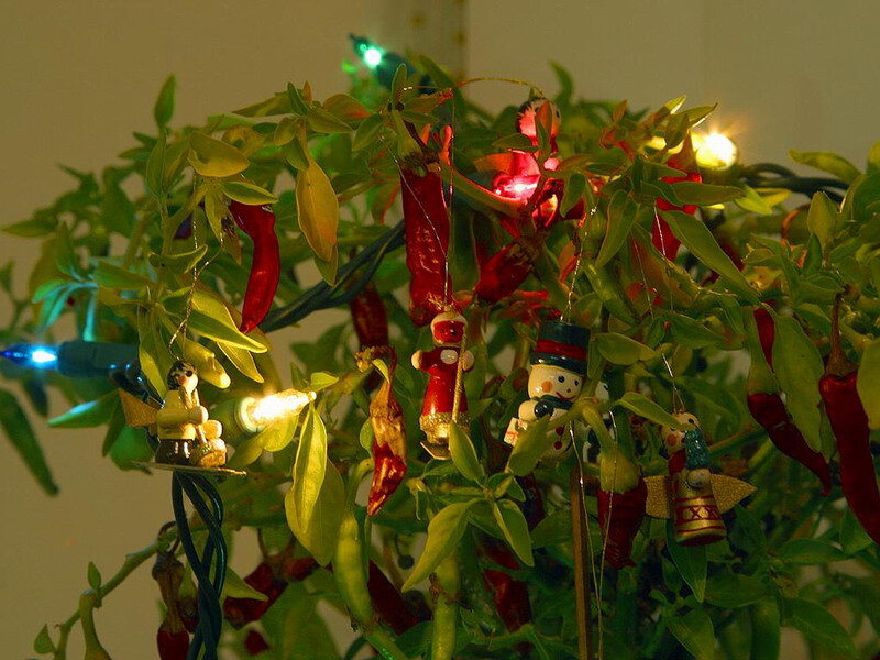 Chili Plant with Ornaments