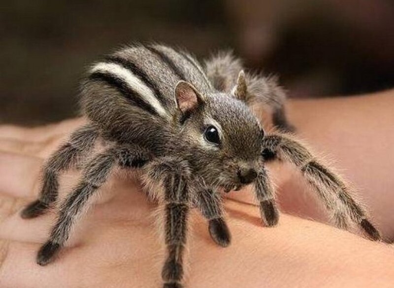 Chimera Squirrel Spider