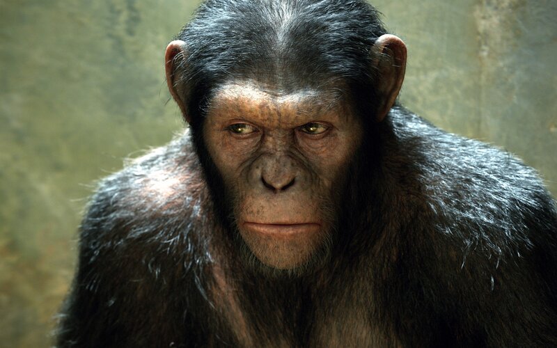 chimp character close-up