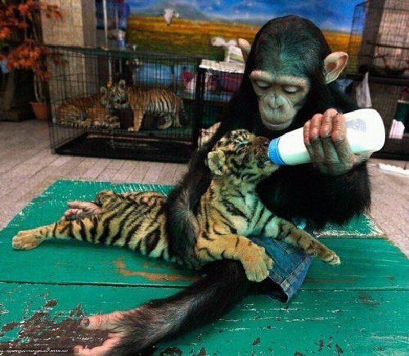 chimp feeding tiger cub