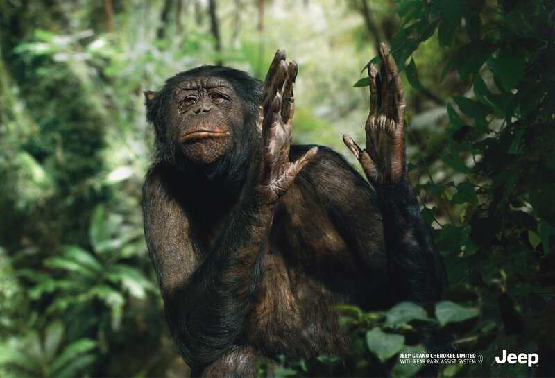 chimp in forest with hands up