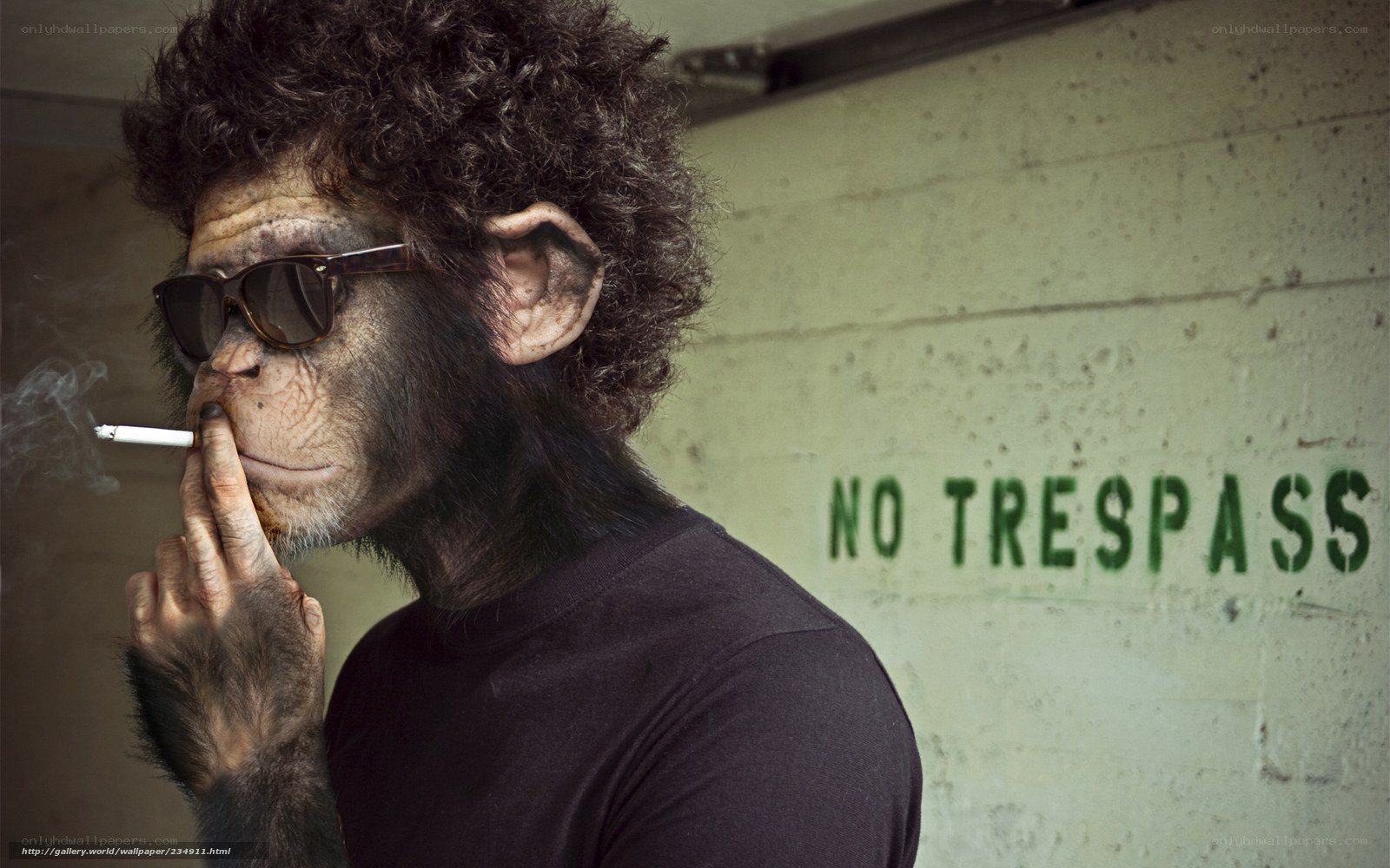chimp smoking cigarette