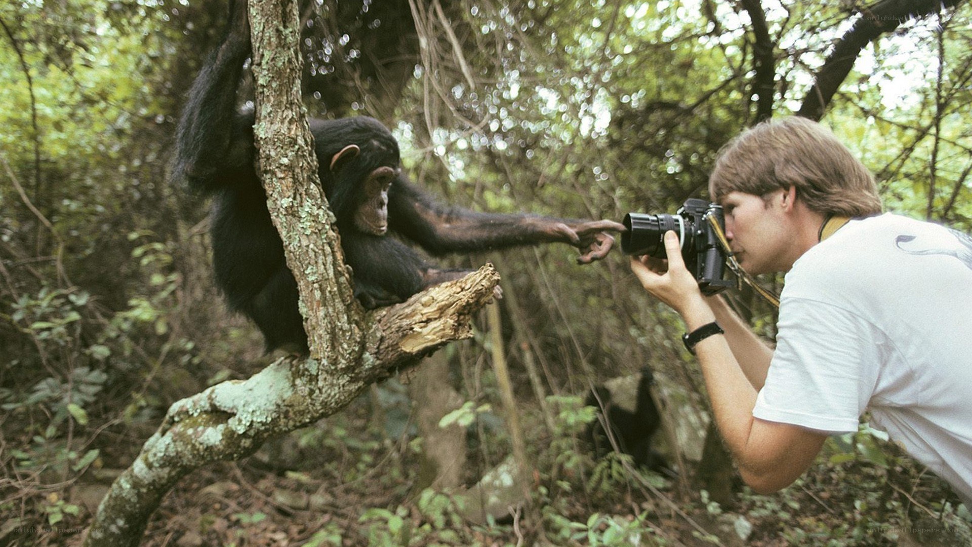 chimp touching camera lens