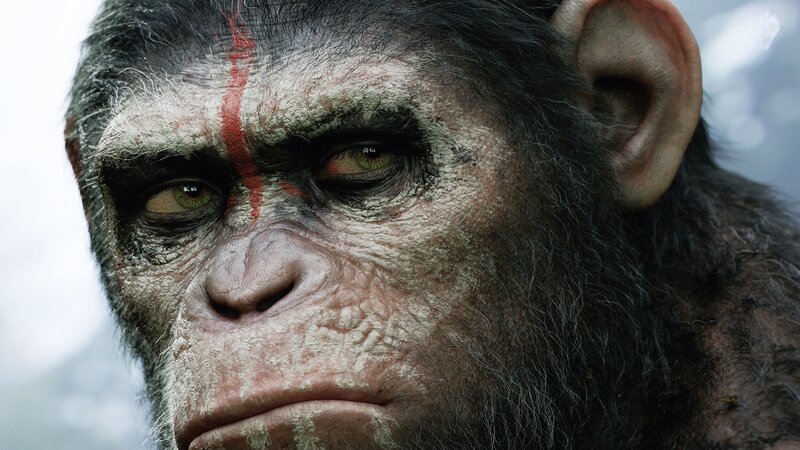 Chimp with Red Marking
