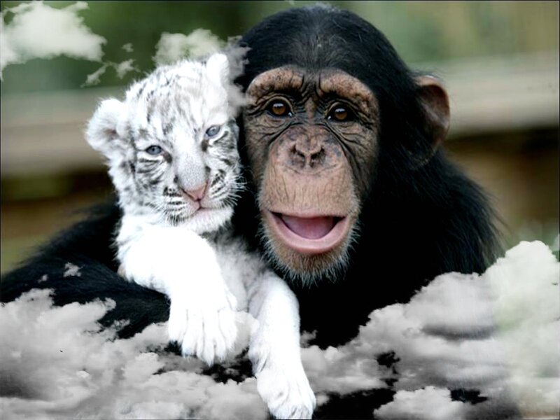 chimp with white tiger cub