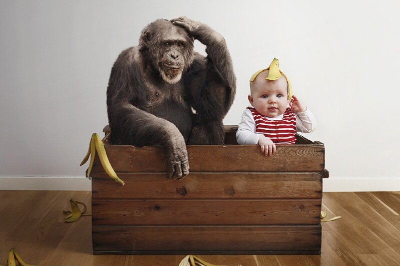 Chimpanzee and Baby in Crate
