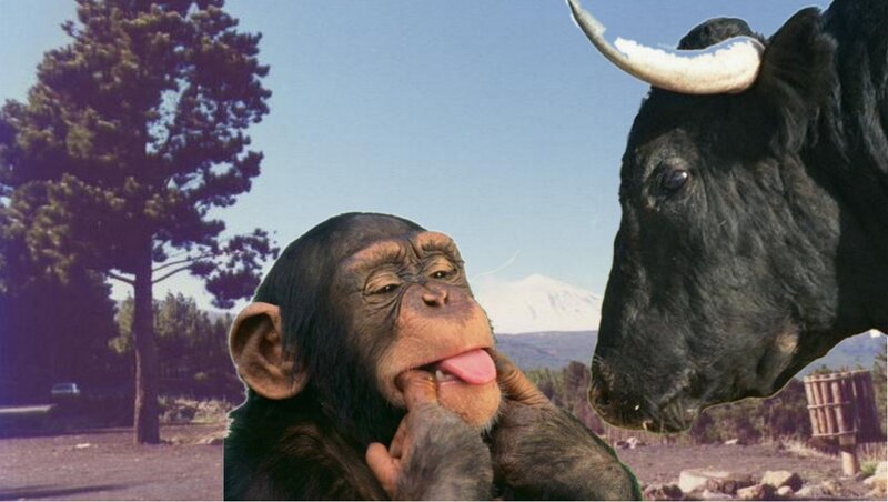 Chimpanzee and Bull