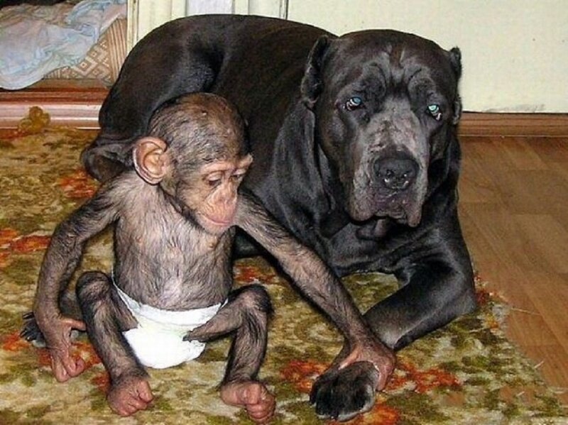 Chimpanzee and Dog
