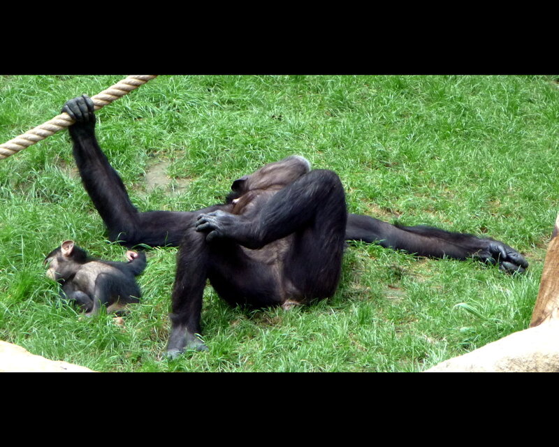 Chimpanzee and Infant