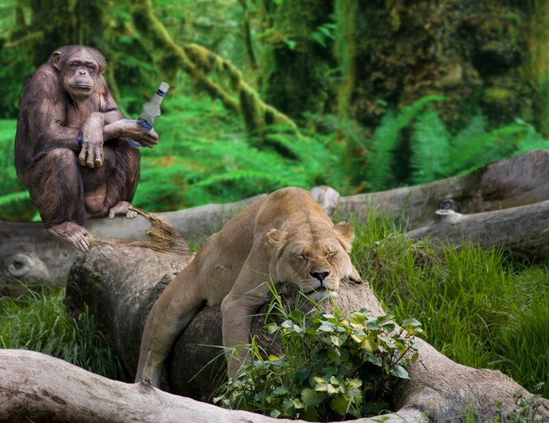 Chimpanzee and Lion