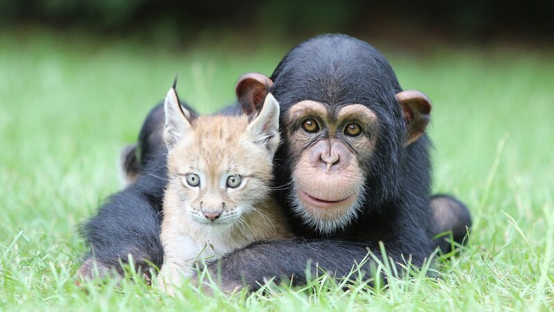 Chimpanzee and Lynx Cub — Green