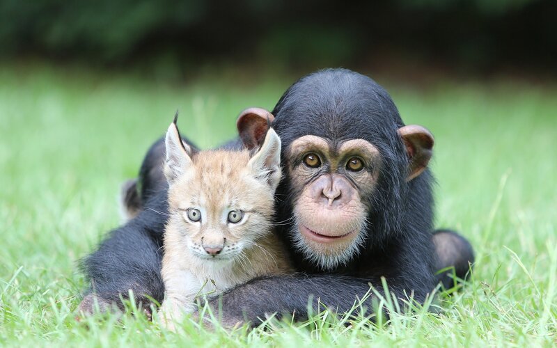 Chimpanzee and Lynx Cub