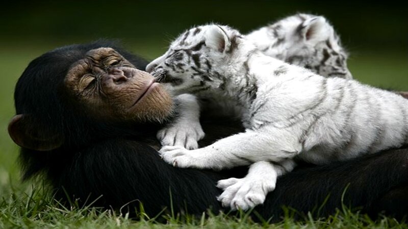 Chimpanzee and Tiger Cub — Black, Peaceful