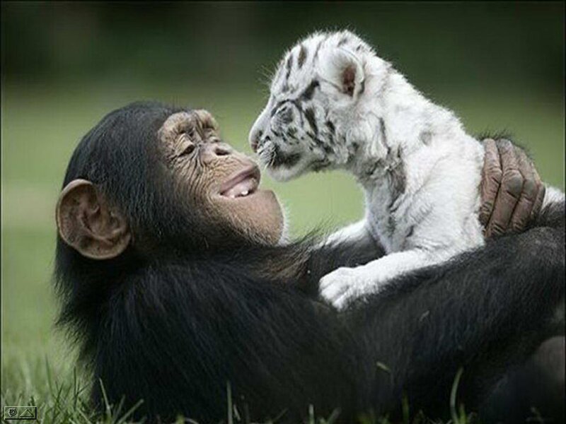 Chimpanzee and Tiger Cub — Black