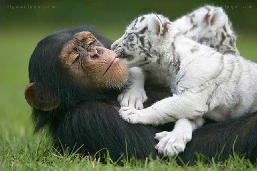 Chimpanzee and tiger cub cuddle