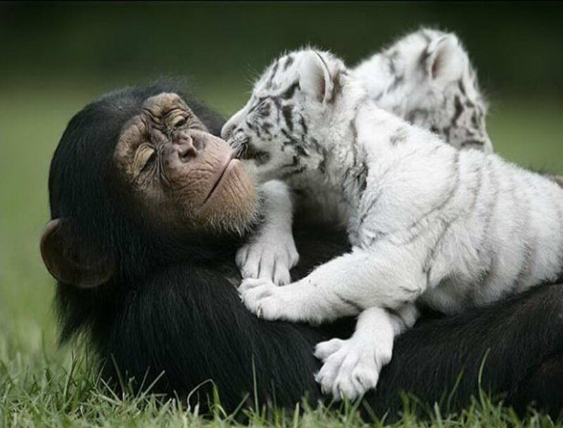 Chimpanzee and Tiger Cub