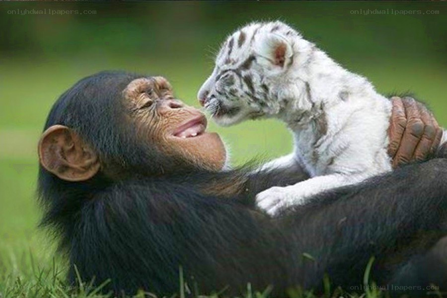 Chimpanzee and white tiger cub