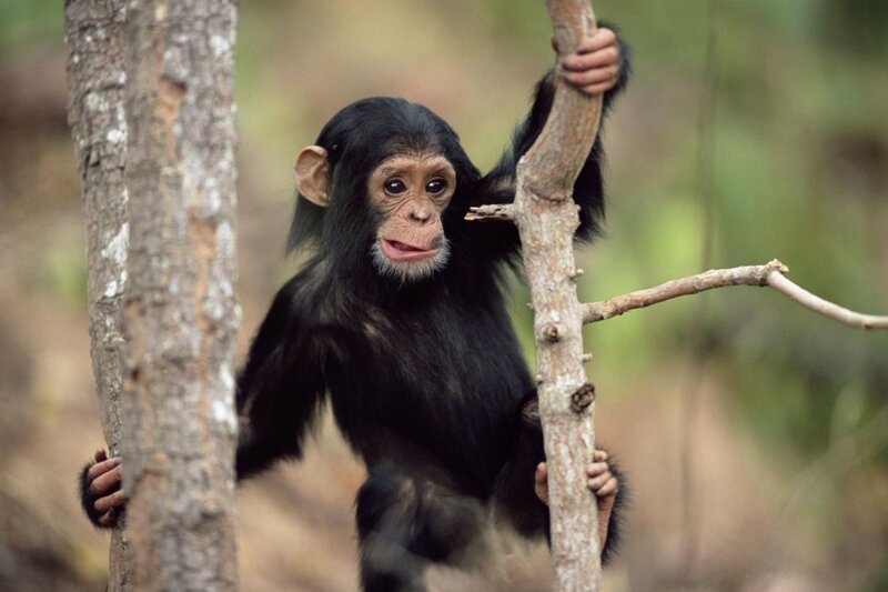 Chimpanzee Baby — Black, Natural, Photograph, Tree