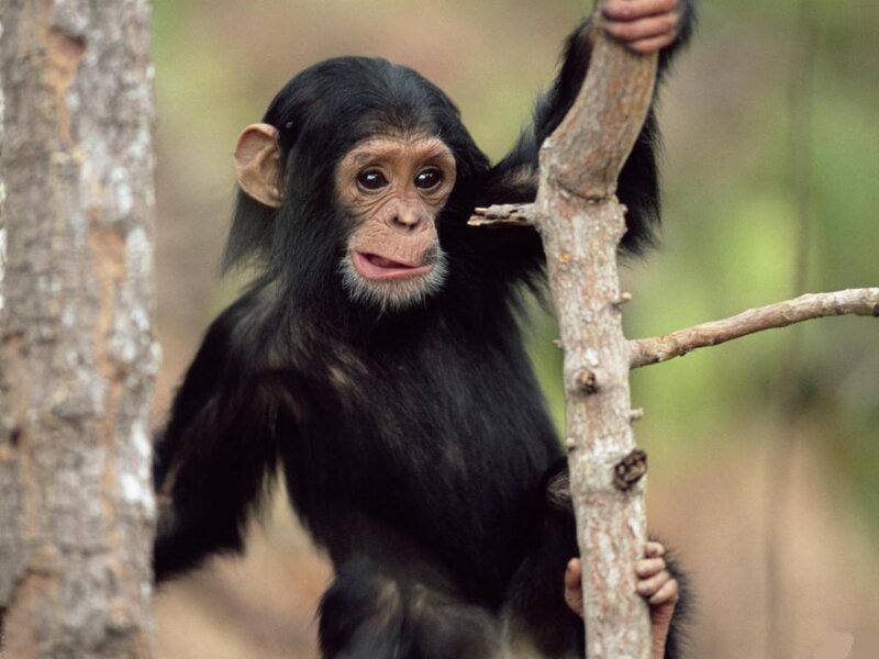 Chimpanzee Baby — Black, Natural
