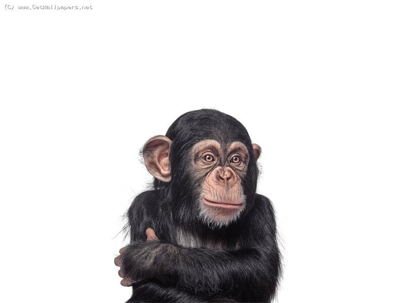 Chimpanzee Baby — Black, Neutral