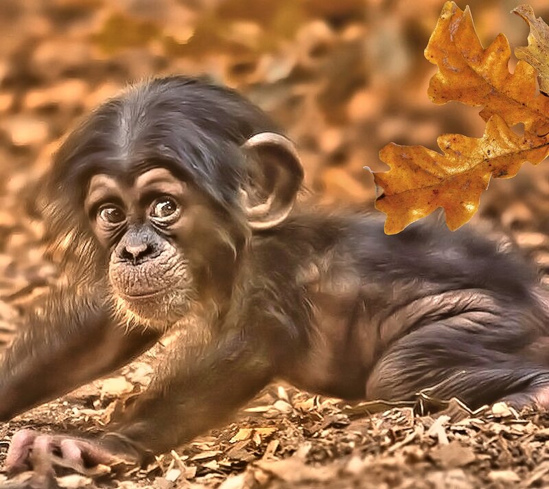 Chimpanzee Baby — Brown, Calm