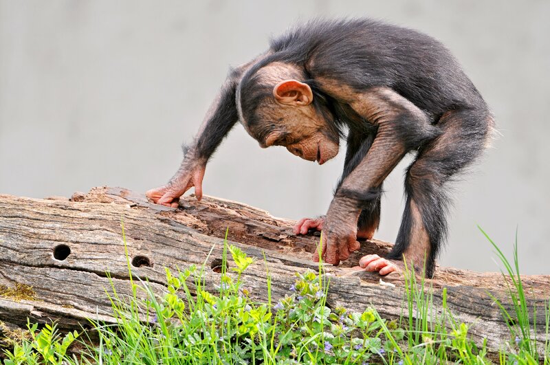 Chimpanzee Baby — Brown, Curious