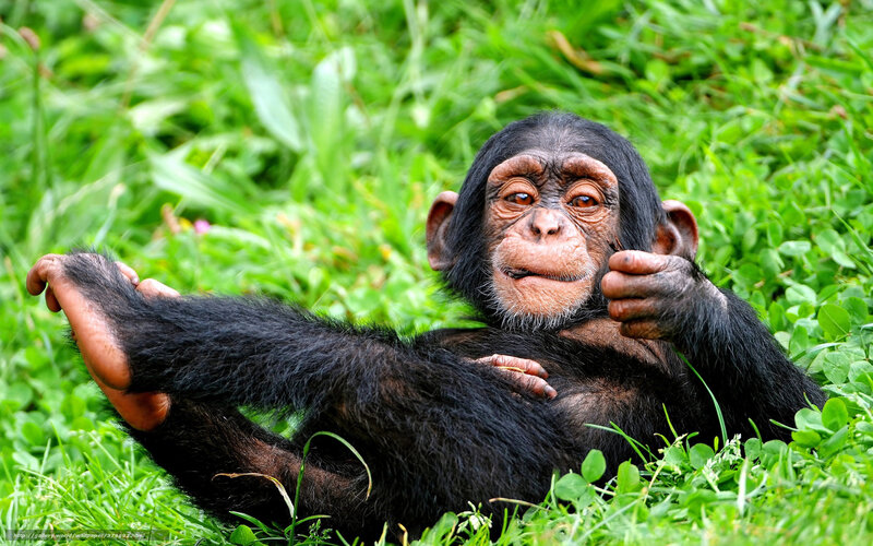 Chimpanzee Baby — Green, Calm, Afternoon