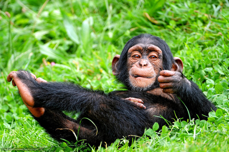 Chimpanzee Baby — Green, Calm